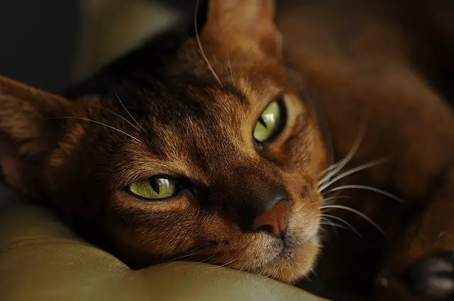 Abyssinian cat orange