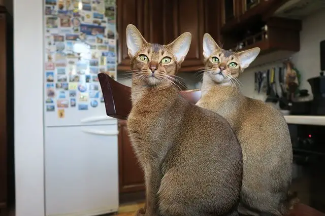 abyssinian kittens