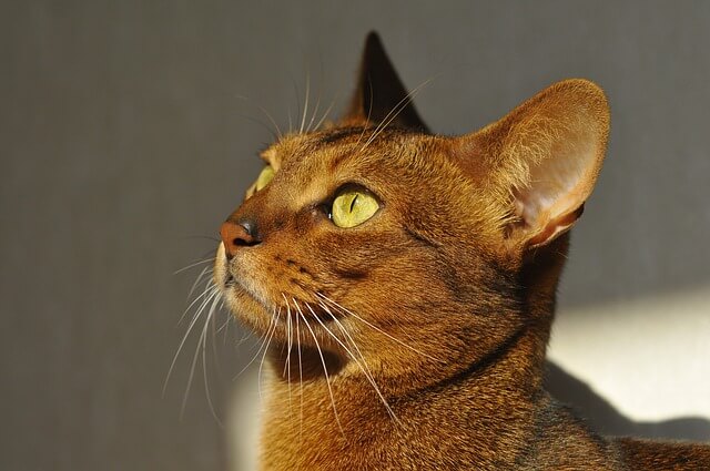 abyssinian looking up