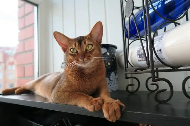 abyssinian on a counter