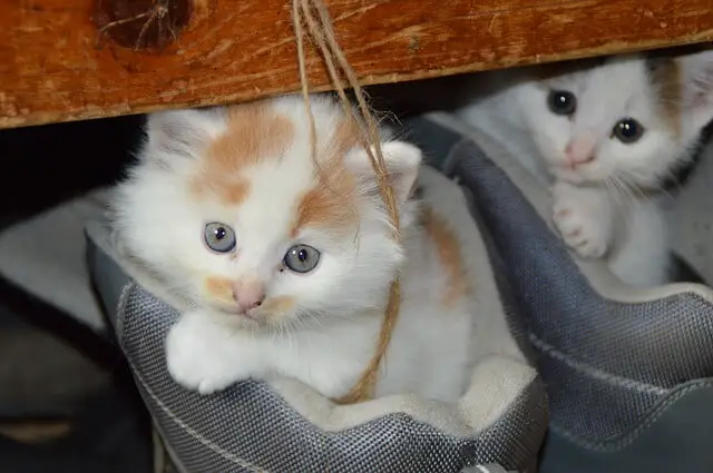 adorable kittens