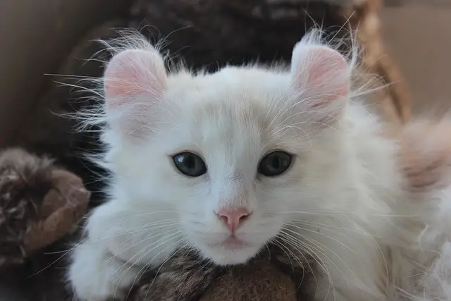 american-curl kitten