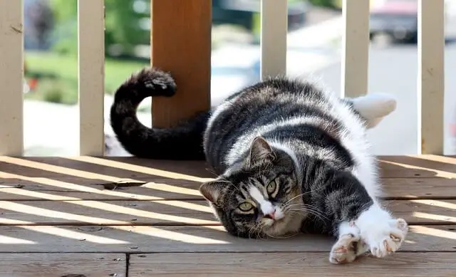 american-shorthair-cat in the sun