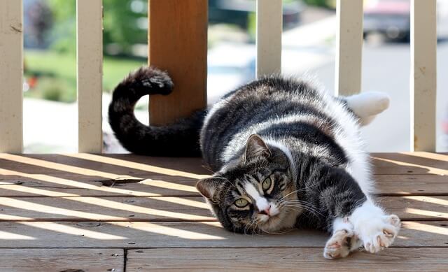 american-shorthair-cat in the sun