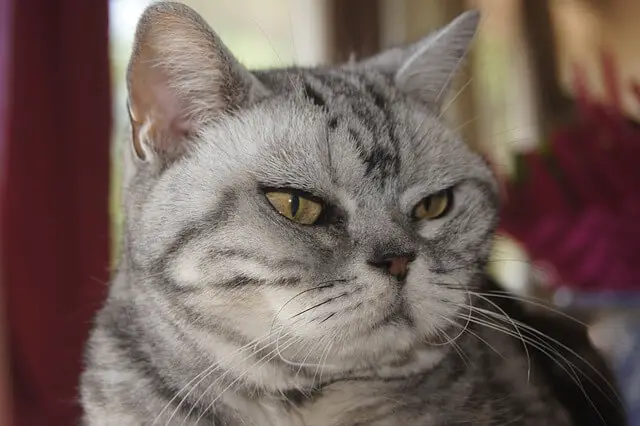 american-shorthair face