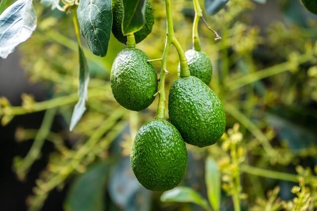 avocado tree