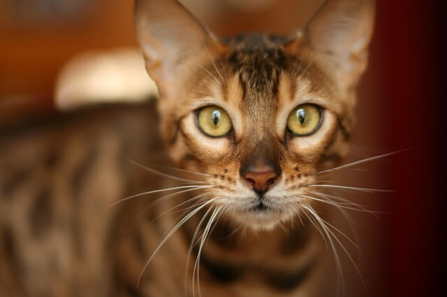 bengal-cat orange