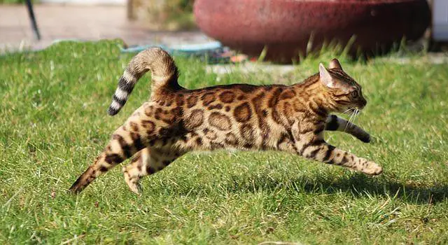 bengal cat zoomies