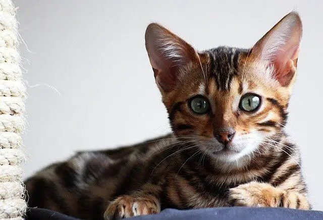 bengal kitten with collar