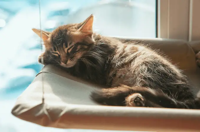 Bengal Longhair