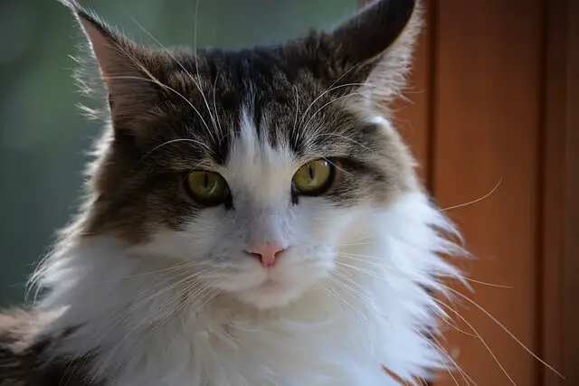 bicolor maine coon