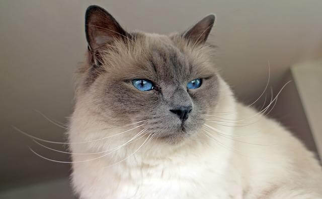 birman cat