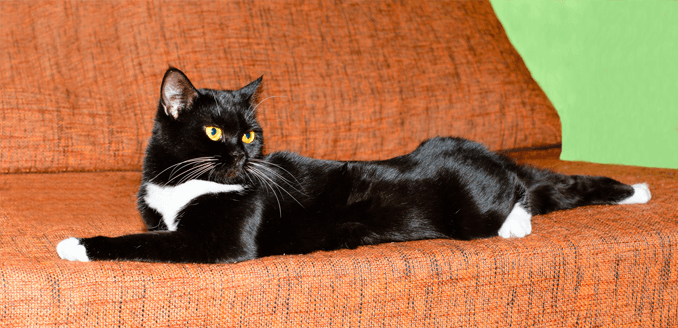 crna Američka kratkodlaka mačka