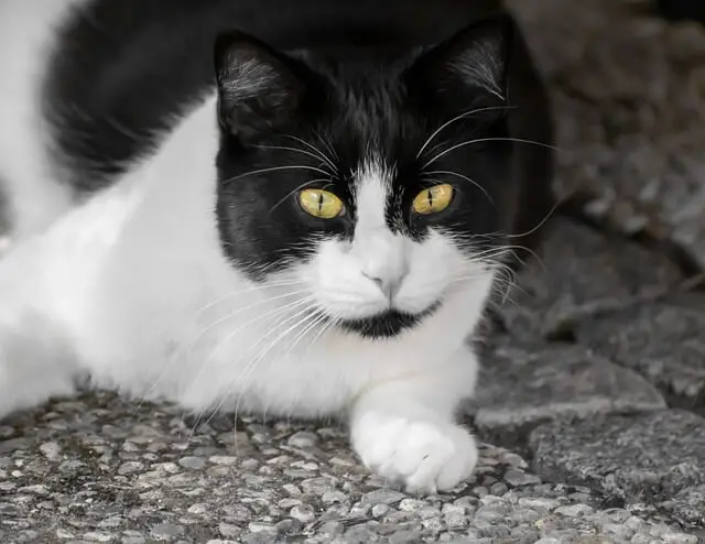 black and white cat