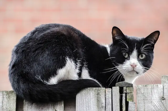 black and white cat