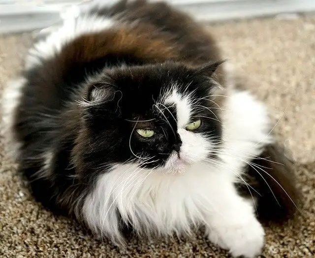 black and white himalayan