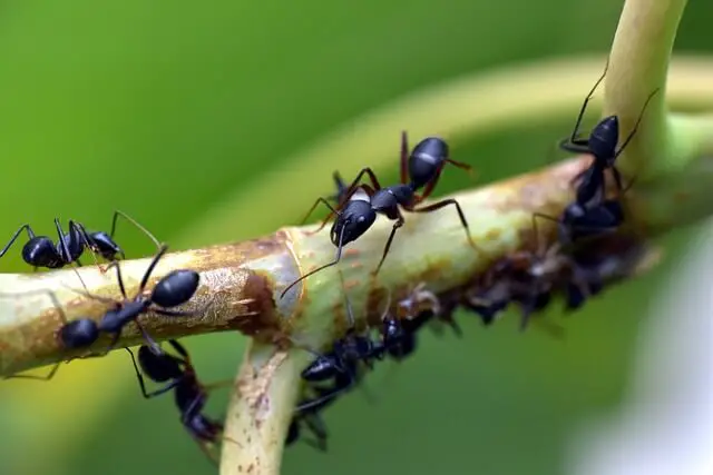 crni mravi
