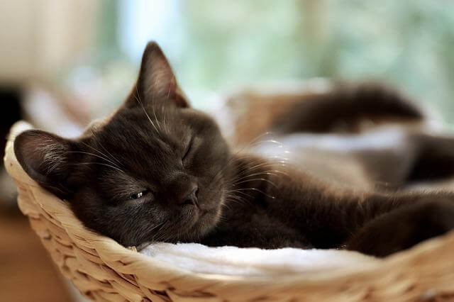 black cat in basket