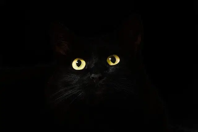 black cat in the dark