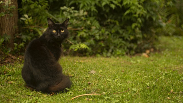 black cat in yard