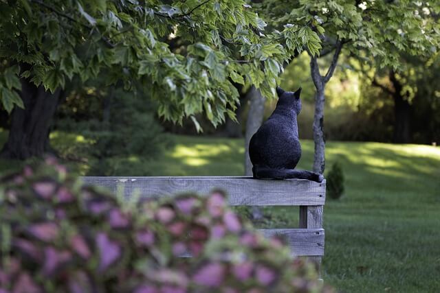 black cat sitting