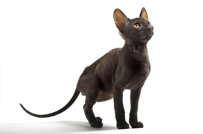 black Cornish Rex