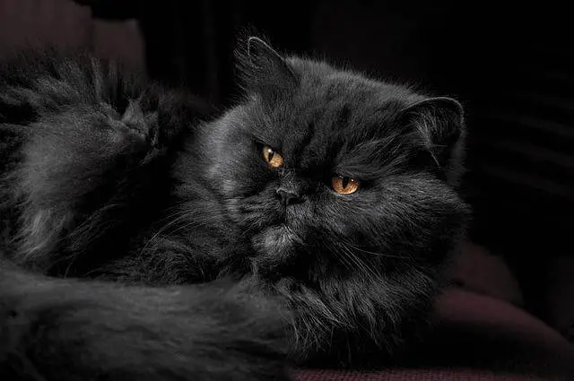 black fluffy cat
