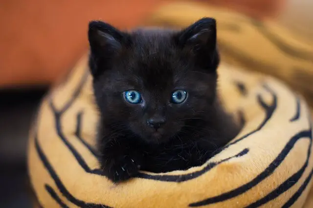black kitten blue eyes