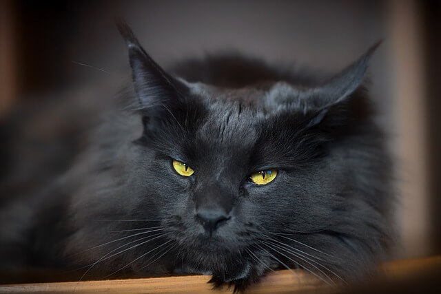 black maine coon