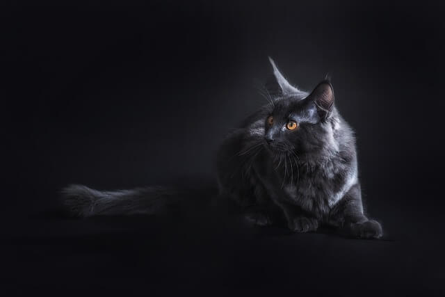 crni Maine coon