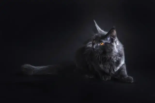 black maine coon