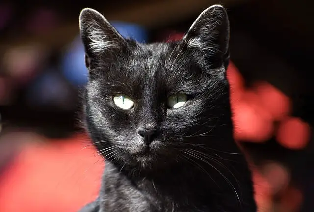 black male cat