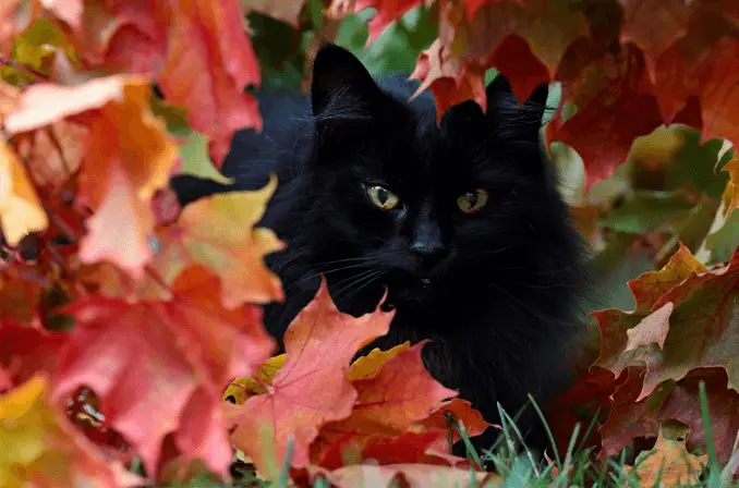 crna Norveška šumska mačka