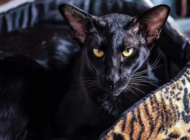 black oriental shorthair