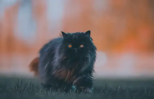 black persian cat