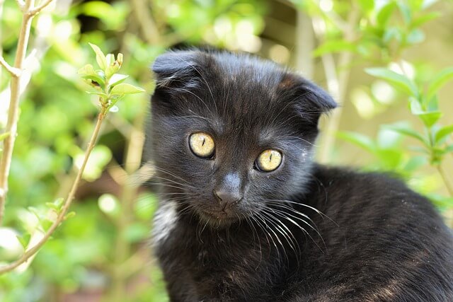 black scottish fold kitten