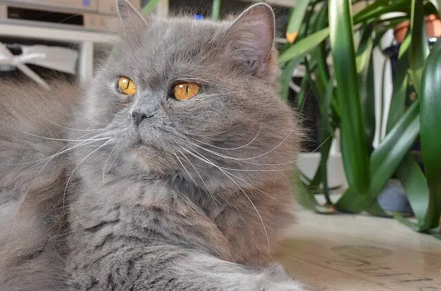 blue british longhair