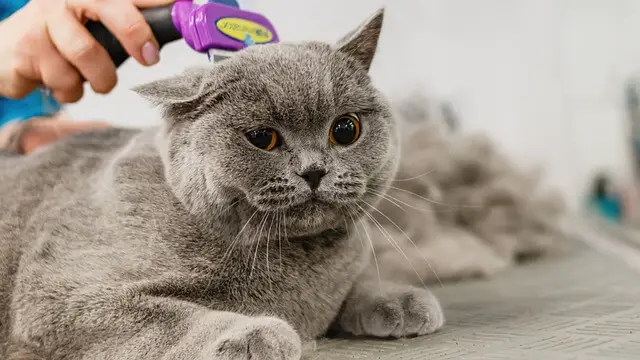 blue cat brushing