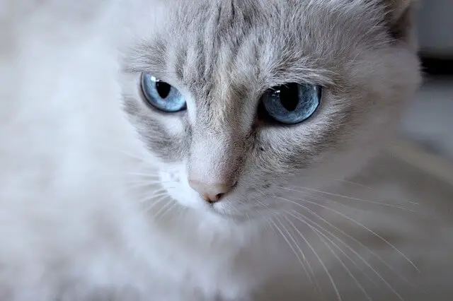 blue-eyed cat