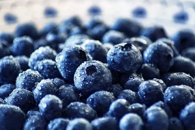 blueberries macro