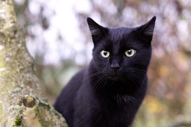 bombay cat in a tree