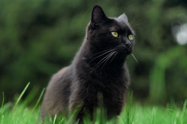 bombay cat on grass