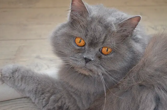 british longhair