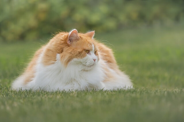 british longhair bicolor