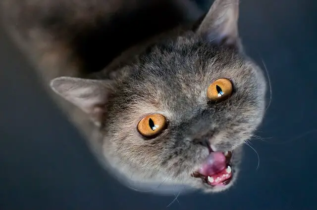 british shorthair from above