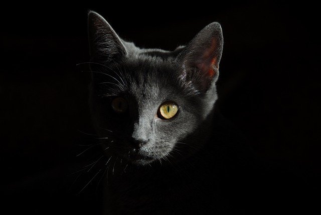 british shorthair in dark