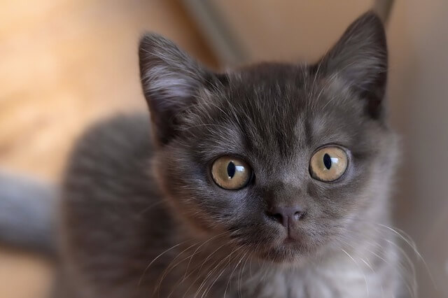 british-shorthair kitten