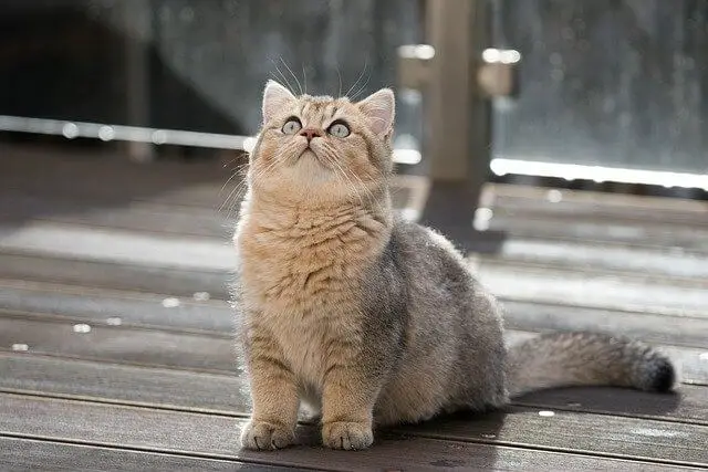 british shorthair looking up