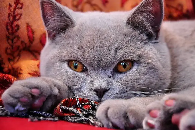 british shorthair resting