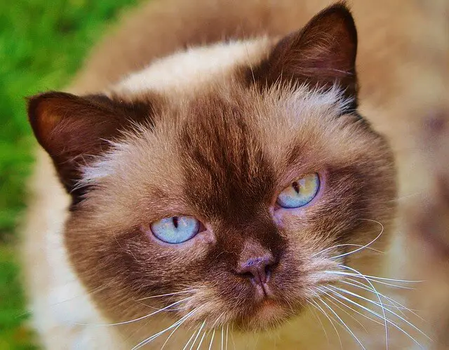 british-shorthair